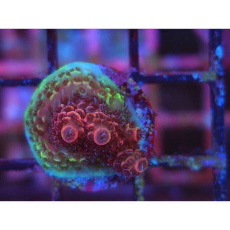 MILLEPORA STRAWBERRY