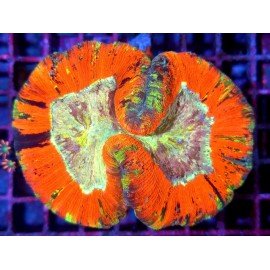 TRACHYPHILLIA RAINBOW XL 