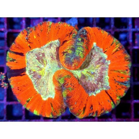 TRACHYPHILLIA RAINBOW XL 