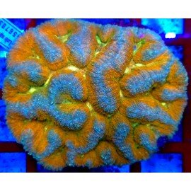 LOBOPHYLLIA RAINBOW XXL 