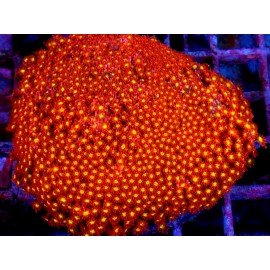 GONIOPORA MINOR MICKEY MOUSE XXL 