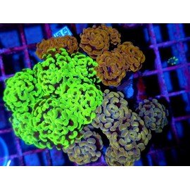 PARANCORA PREMIUM +15 HEADS