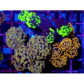 PARANCORA PREMIUM +15 HEADS