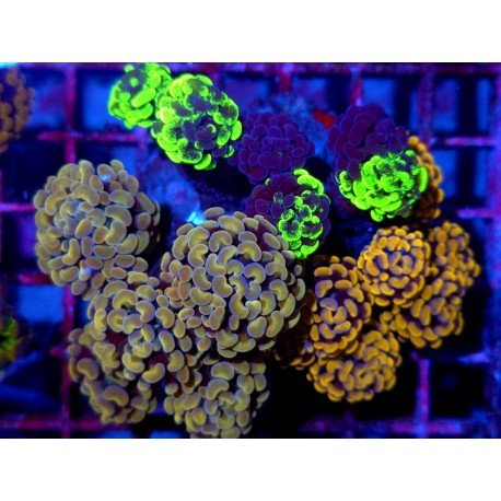 PARANCORA PREMIUM +15 HEADS