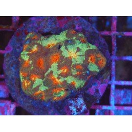 CHERRY BLOSSOM FAVIA XL 