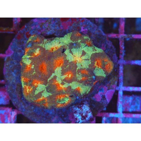 CHERRY BLOSSOM FAVIA XL 