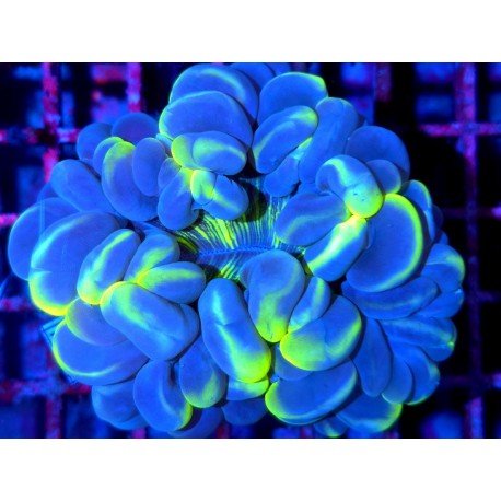 CAT EYE PLEROGYRA ULTRA GRADE XXL 