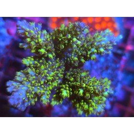 ABROTANOIDES GOLD XL 