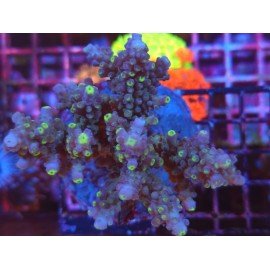 BALI SHORTCAKE AKA ACROPORA XL 