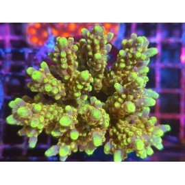 AKIL´S GOLDEN JAWDROPPER XL