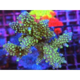 DIVARICATA SOUR PATCH XL 