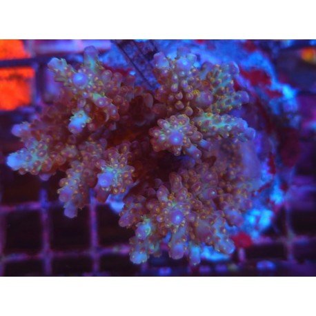 CHERRY BLOSSOM ROSARIA XL 