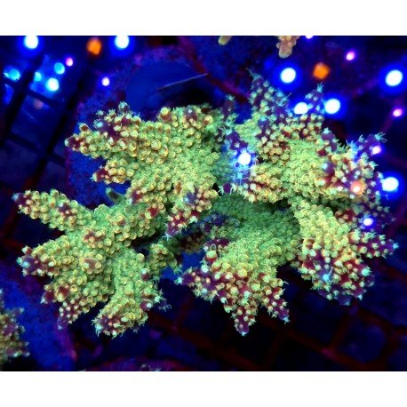 PURPLE GRAPES NEW ACRO XXL 