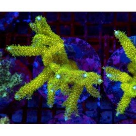 SAILOR MOON NEW ACRO XXL