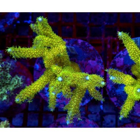 SAILOR MOON NEW ACRO XXL