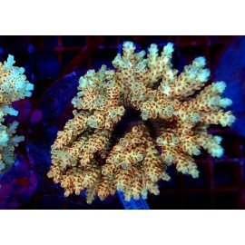 STRAWBERRY LEMON CAKE XL 