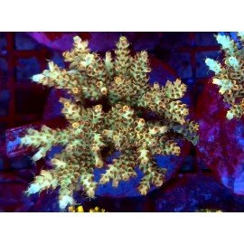 STRAWBERRY LEMON CAKE XL 