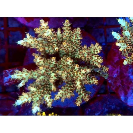 STRAWBERRY LEMON CAKE XL 