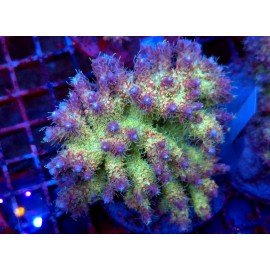 VIVID´S CONFFETI XL 