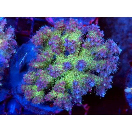 VIVID´S CONFFETI XL 