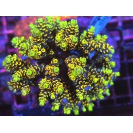 WOLVERINE BIFARIA XXL 