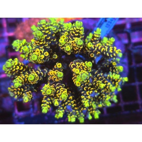 WOLVERINE BIFARIA XXL 