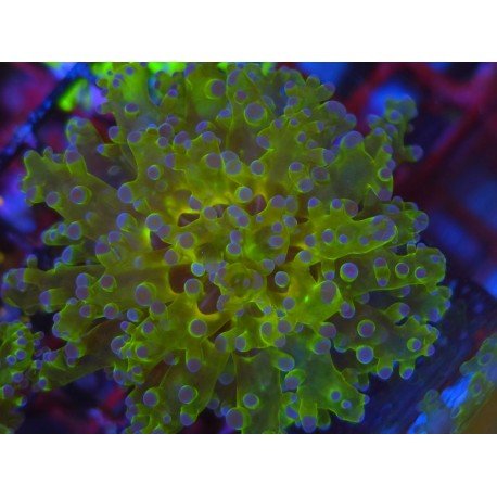 PARADIVISA EUPHYLLIA BICOLOR ULTRA