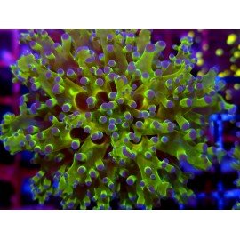 PARADIVISA EUPHYLLIA BICOLOR ULTRA