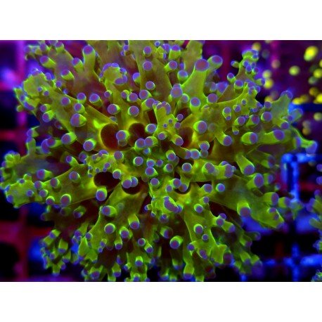 PARADIVISA EUPHYLLIA BICOLOR ULTRA