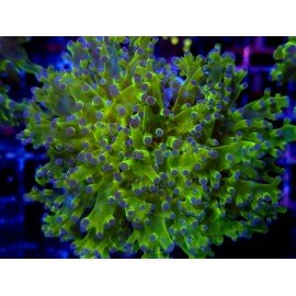 PARADIVISA EUPHYLLIA BICOLOR ULTRA