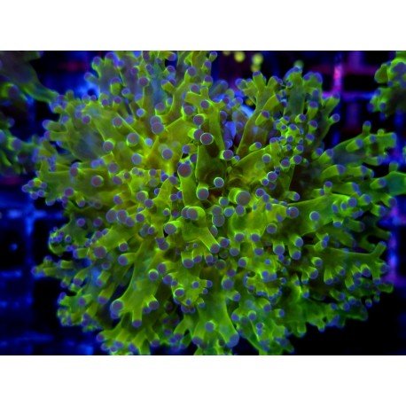 PARADIVISA EUPHYLLIA BICOLOR ULTRA