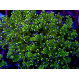 PARADIVISA EUPHYLLIA BICOLOR ULTRA DOBLE HEAD