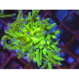 TOXIC A GRADE AKA TODD TORCH 