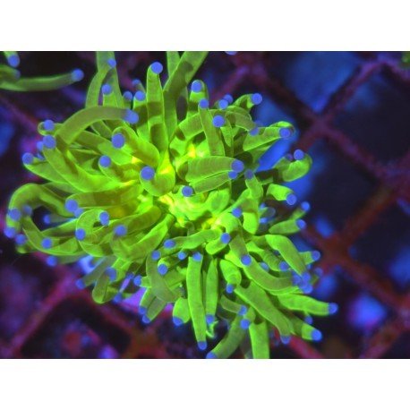 TOXIC A GRADE AKA TODD TORCH 