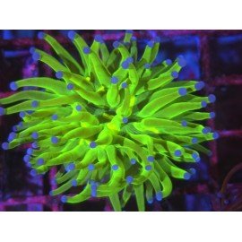 TOXIC A GRADE AKA TODD TORCH 