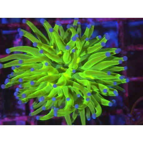 TOXIC A GRADE AKA TODD TORCH 