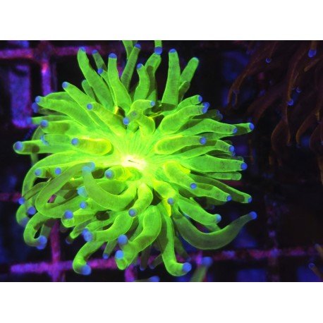 TOXIC A GRADE AKA TODD TORCH 