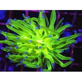 TOXIC A GRADE AKA TODD TORCH 