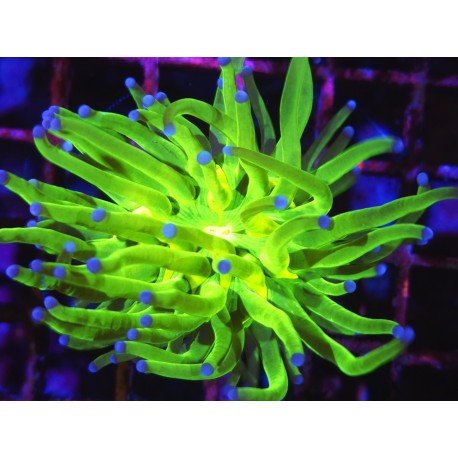 TOXIC A GRADE AKA TODD TORCH 