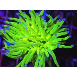 TOXIC A GRADE AKA TODD TORCH 