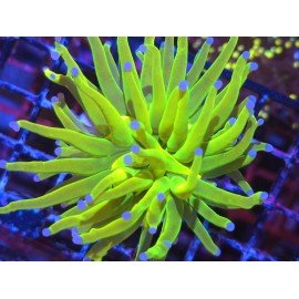 BANANA HOLY GRAIL TORCH