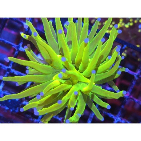 BANANA HOLY GRAIL TORCH