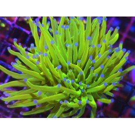 BANANA HOLY GRAIL TORCH DOBLE HEAD