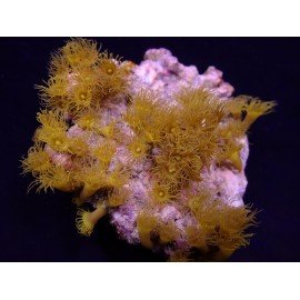 PARAZOANTHUS GRACILIS PIEZA