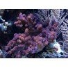 KLYXUM PURPLE XL 