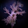 LITHOPHYTON SPP XL