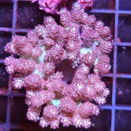 CAPNELLA BICOLOR ULTRA XL 