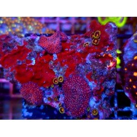 DISCOSOMA SUPERMAN PIEZA