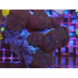 RHODACTHIS BLUE MOUNTAIN XXL PIEZA