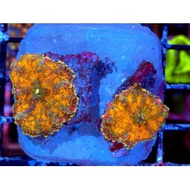 RICORDEA YUMA ORANGE JUICE  2 HEADS